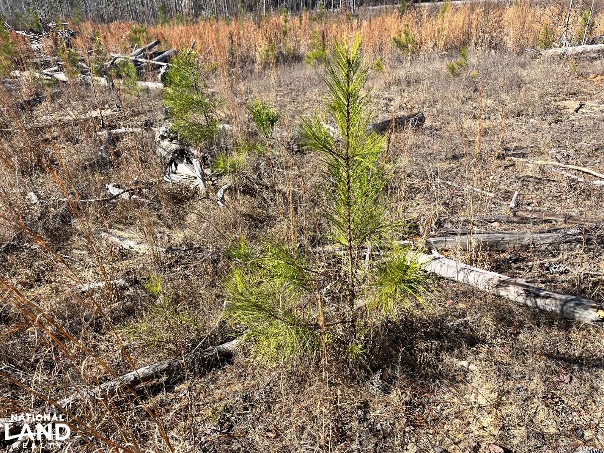 Hunting, Investment & Recreational Property With Home and Cabin Sites