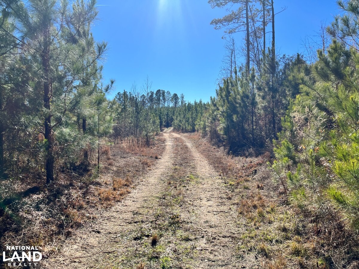 Investment & Recreational/Hunting Timberland on Highway 45 (TG1) in