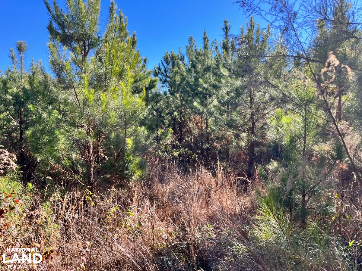 Investment & Recreational/Hunting Timberland on Highway 45 (TG1) in