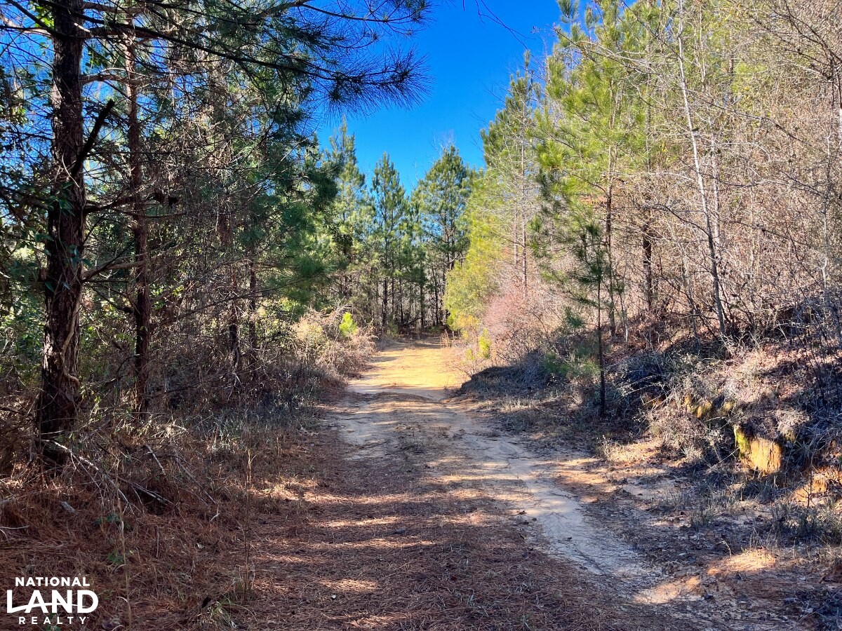 Investment & Recreational/Hunting Timberland on Highway 45 (TG1) in