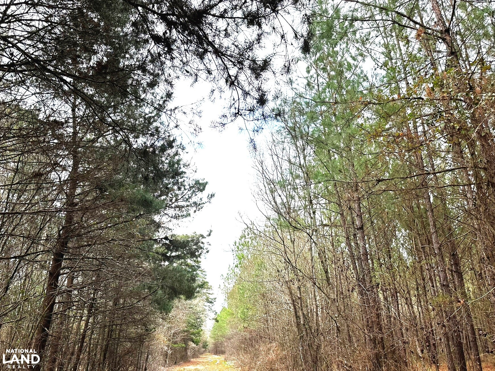 Bouie River Timber Property in Jefferson Davis County, Mississippi (17