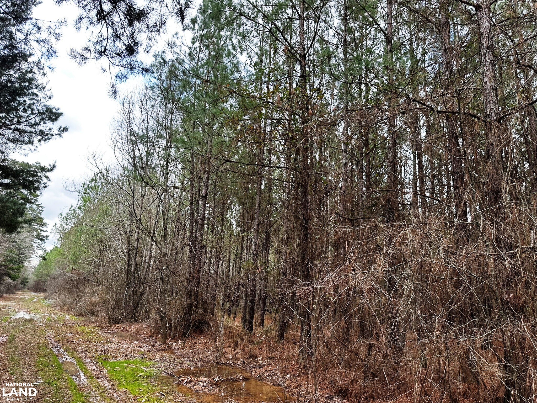 Bouie River Timber Property in Jefferson Davis County, Mississippi (17
