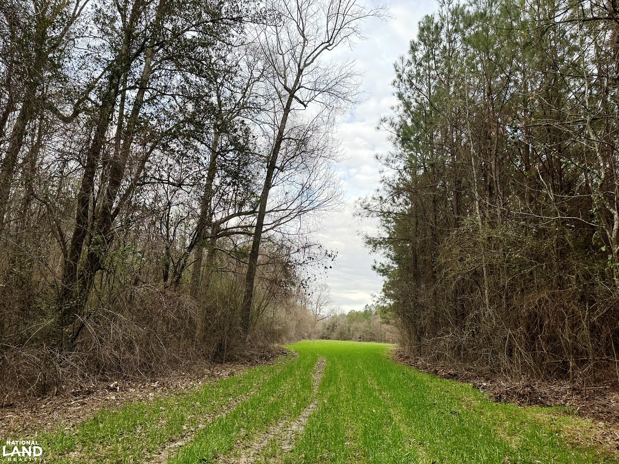 Bouie River Timber Property in Jefferson Davis County, Mississippi (17