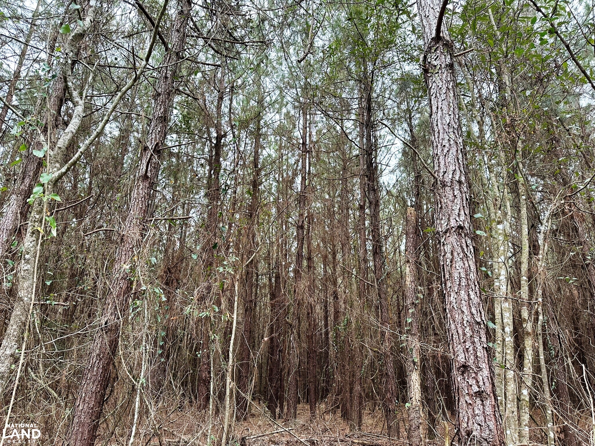 Bouie River Timber Property in Jefferson Davis County, Mississippi (17
