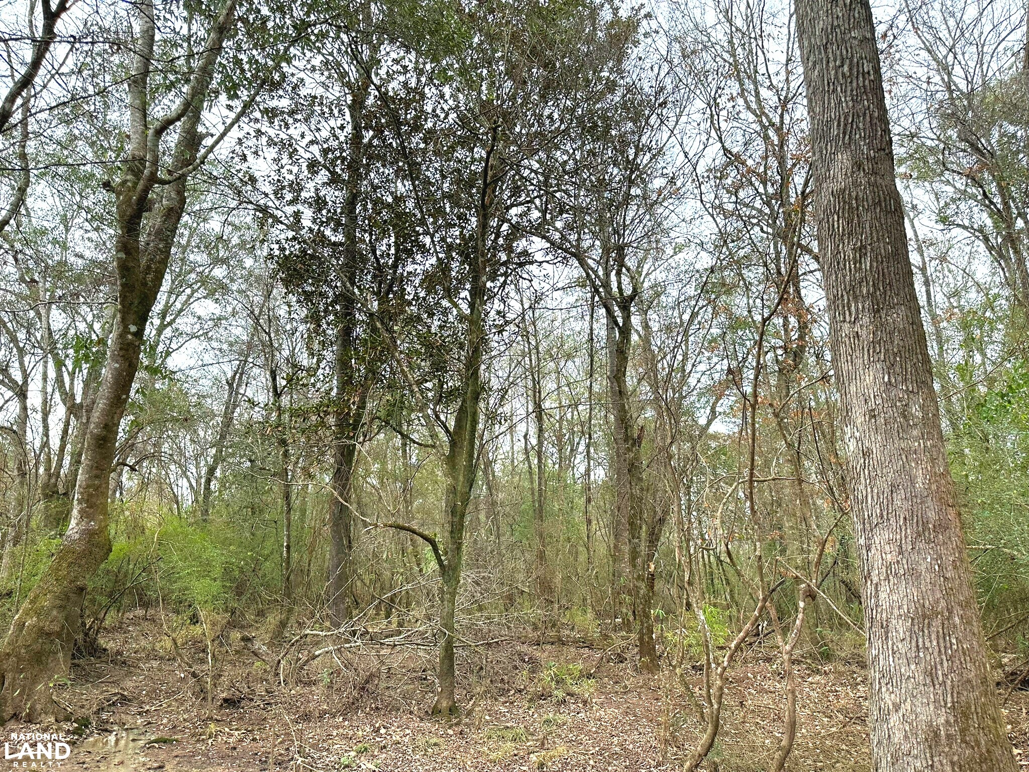 Bouie River Timber Property in Jefferson Davis County, Mississippi (17