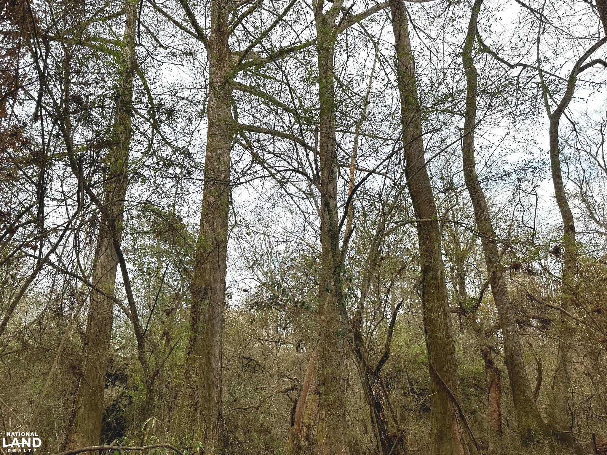 Bouie River Timber Property in Jefferson Davis County, Mississippi (17