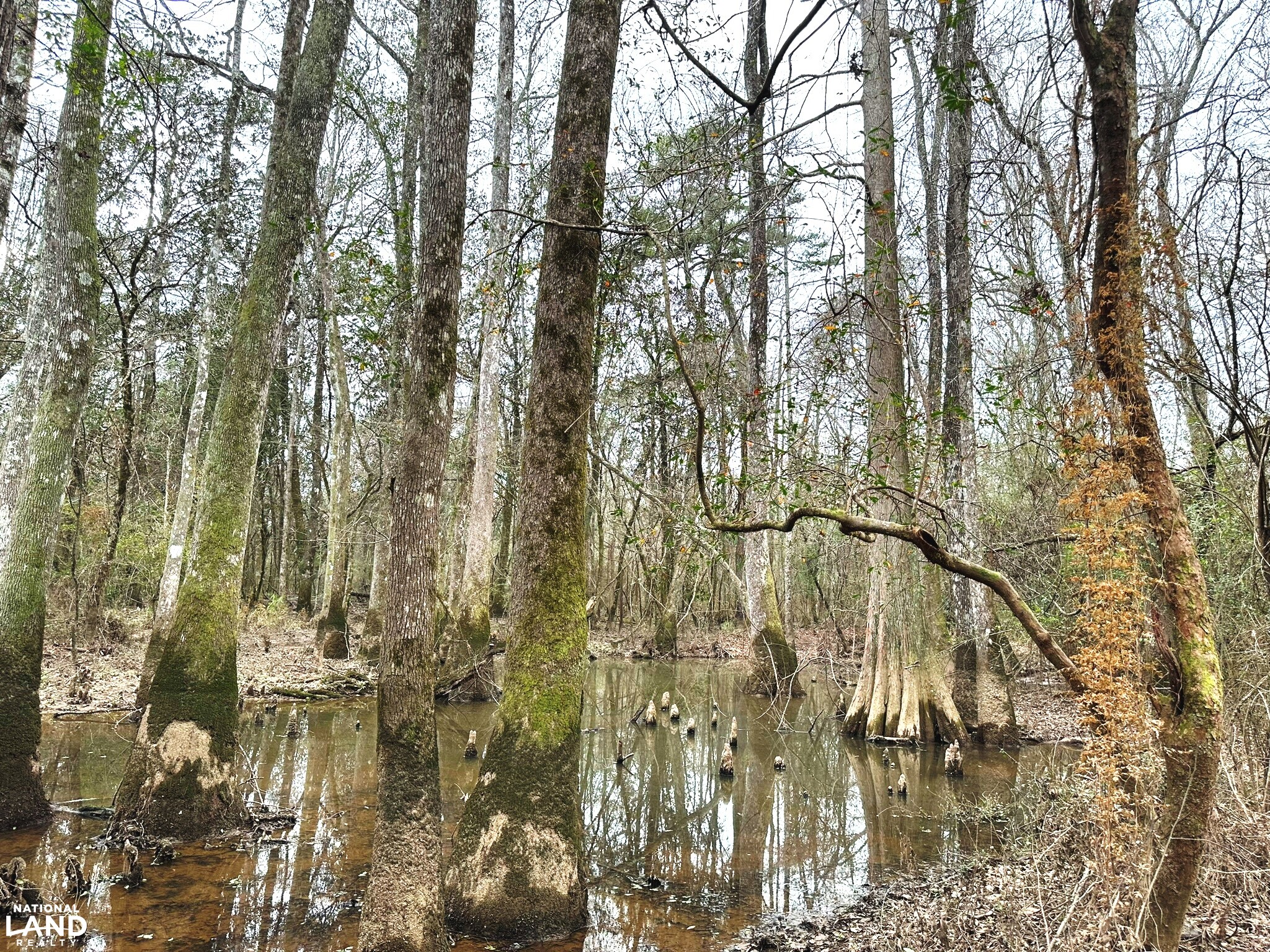 Bouie River Timber Property in Jefferson Davis County, Mississippi (17