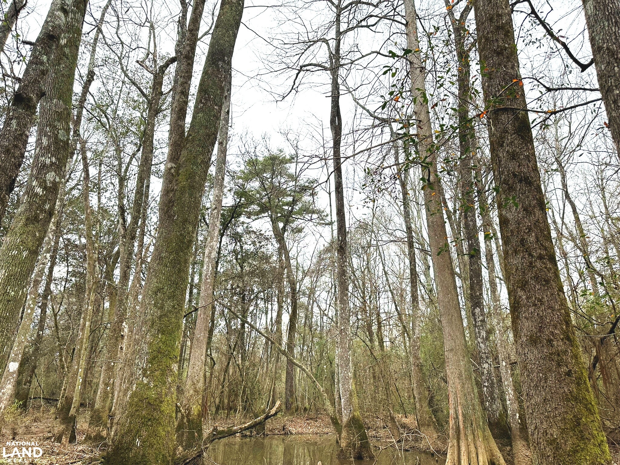 Bouie River Timber Property in Jefferson Davis County, Mississippi (17