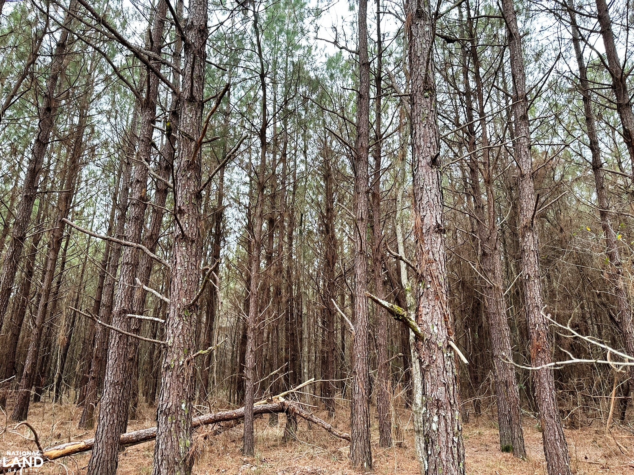 Bouie River Timber Property in Jefferson Davis County, Mississippi (17