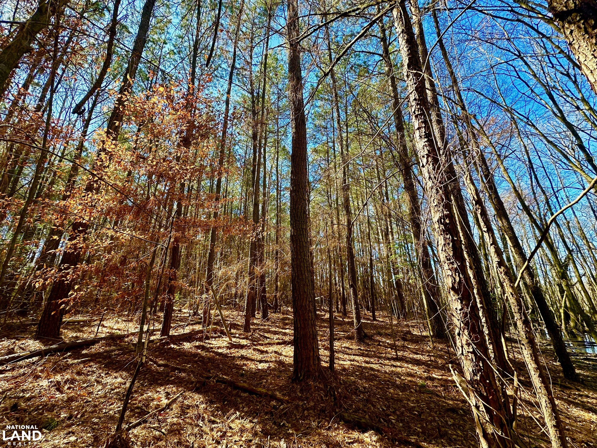 Hertford County Farm and Timber Tract in Hertford County, North