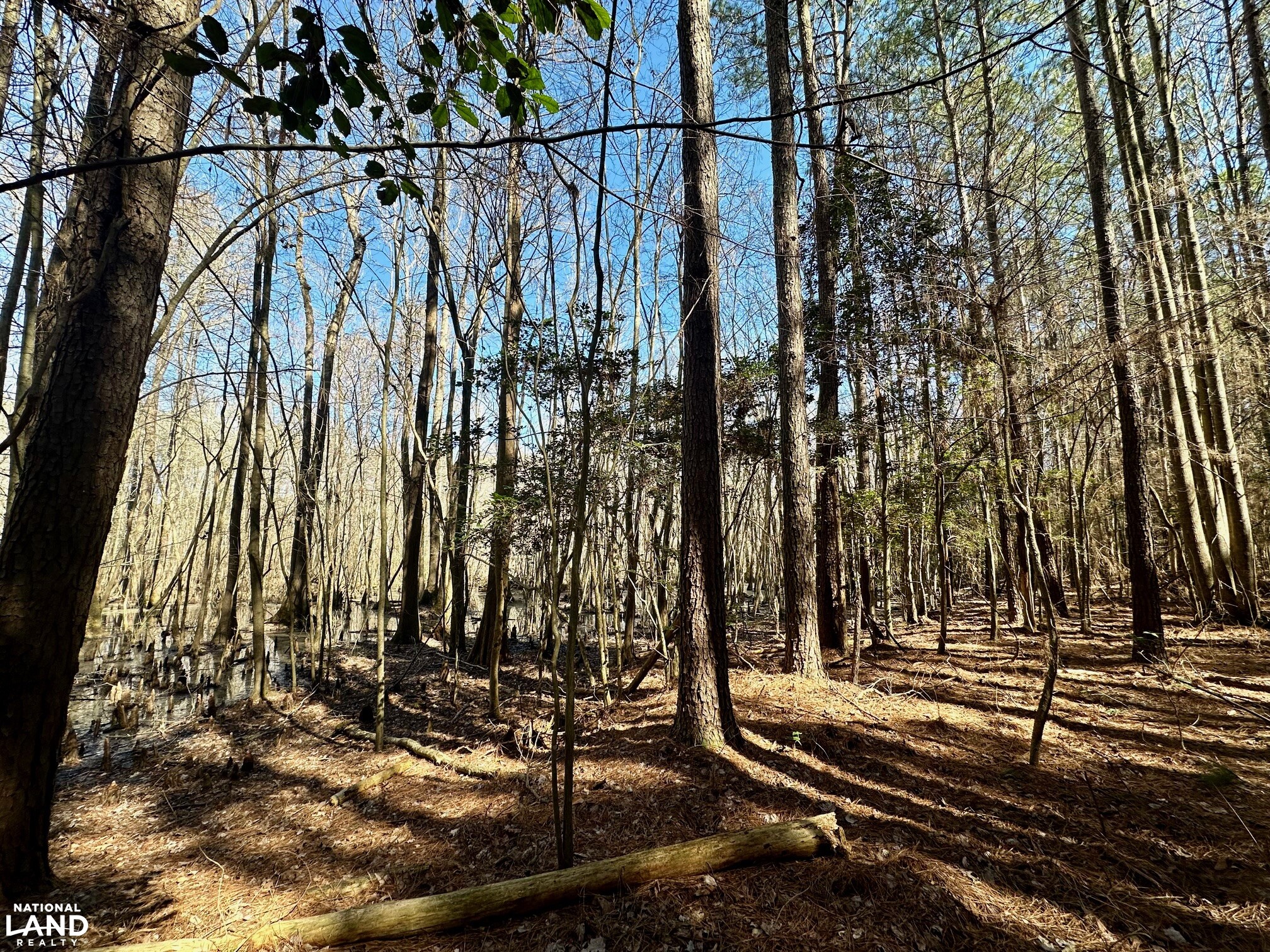 Hertford County Farm and Timber Tract in Hertford County, North