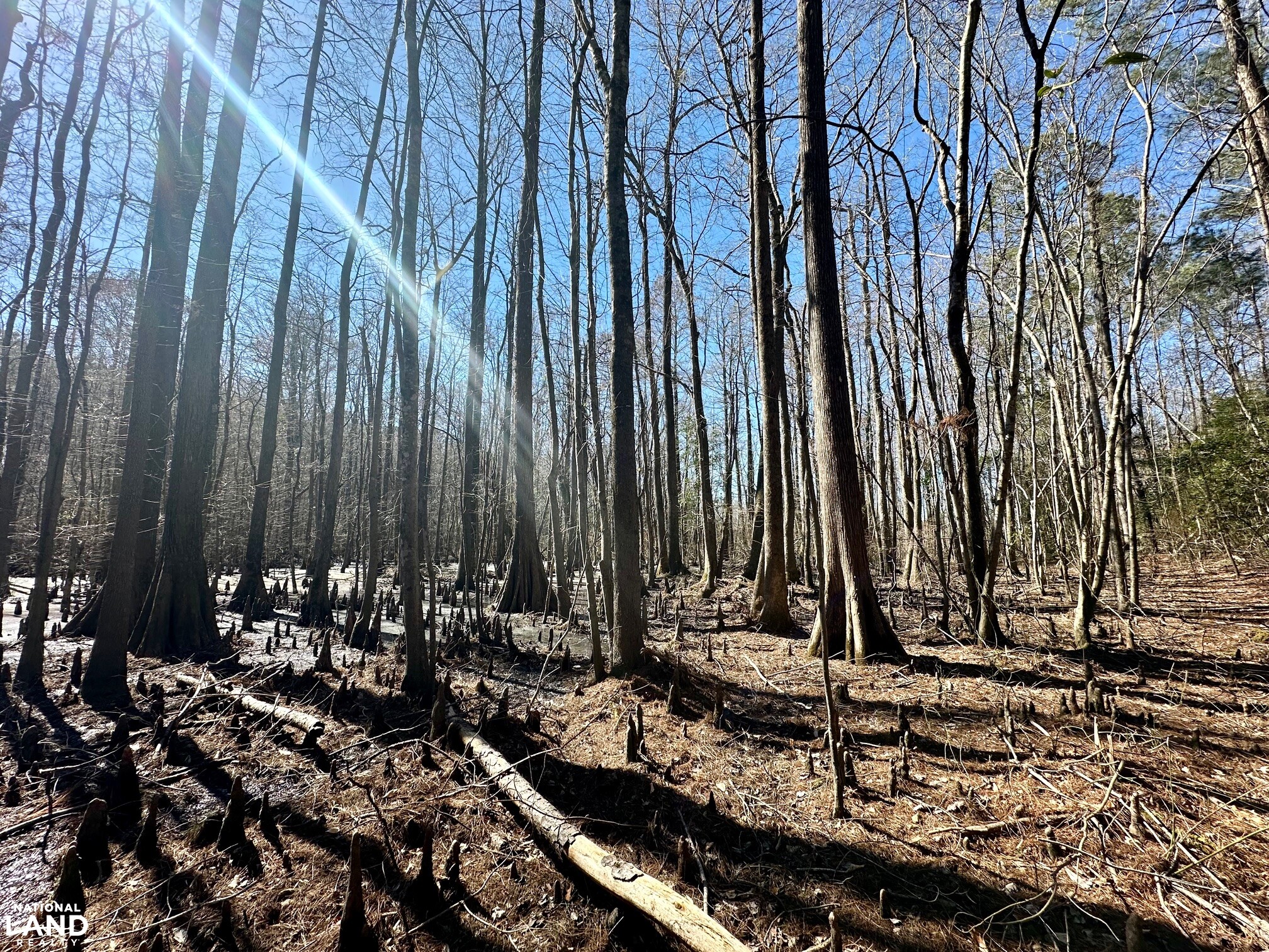 Hertford County Farm and Timber Tract in Hertford County, North
