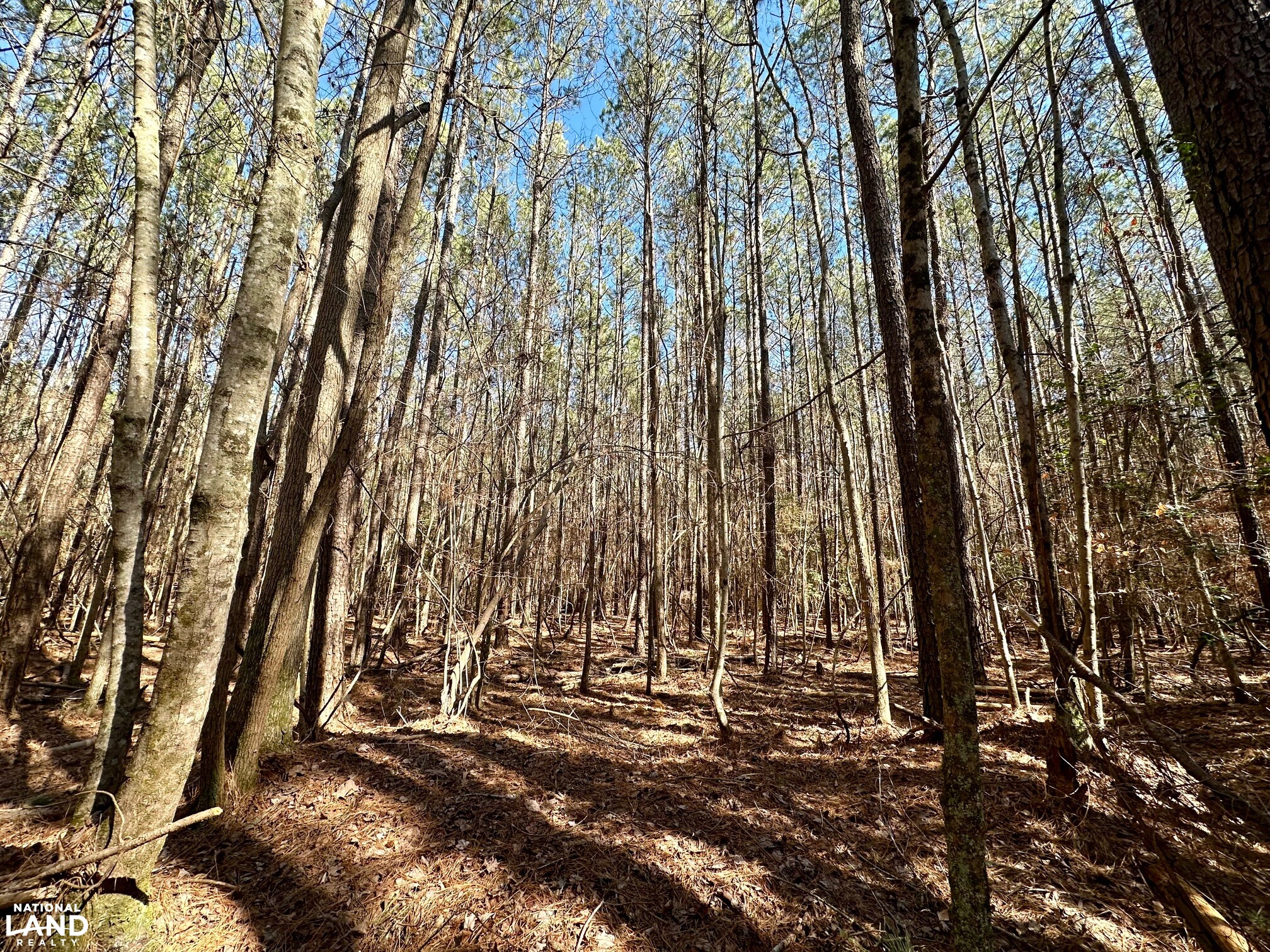 Hertford County Farm and Timber Tract in Hertford County, North
