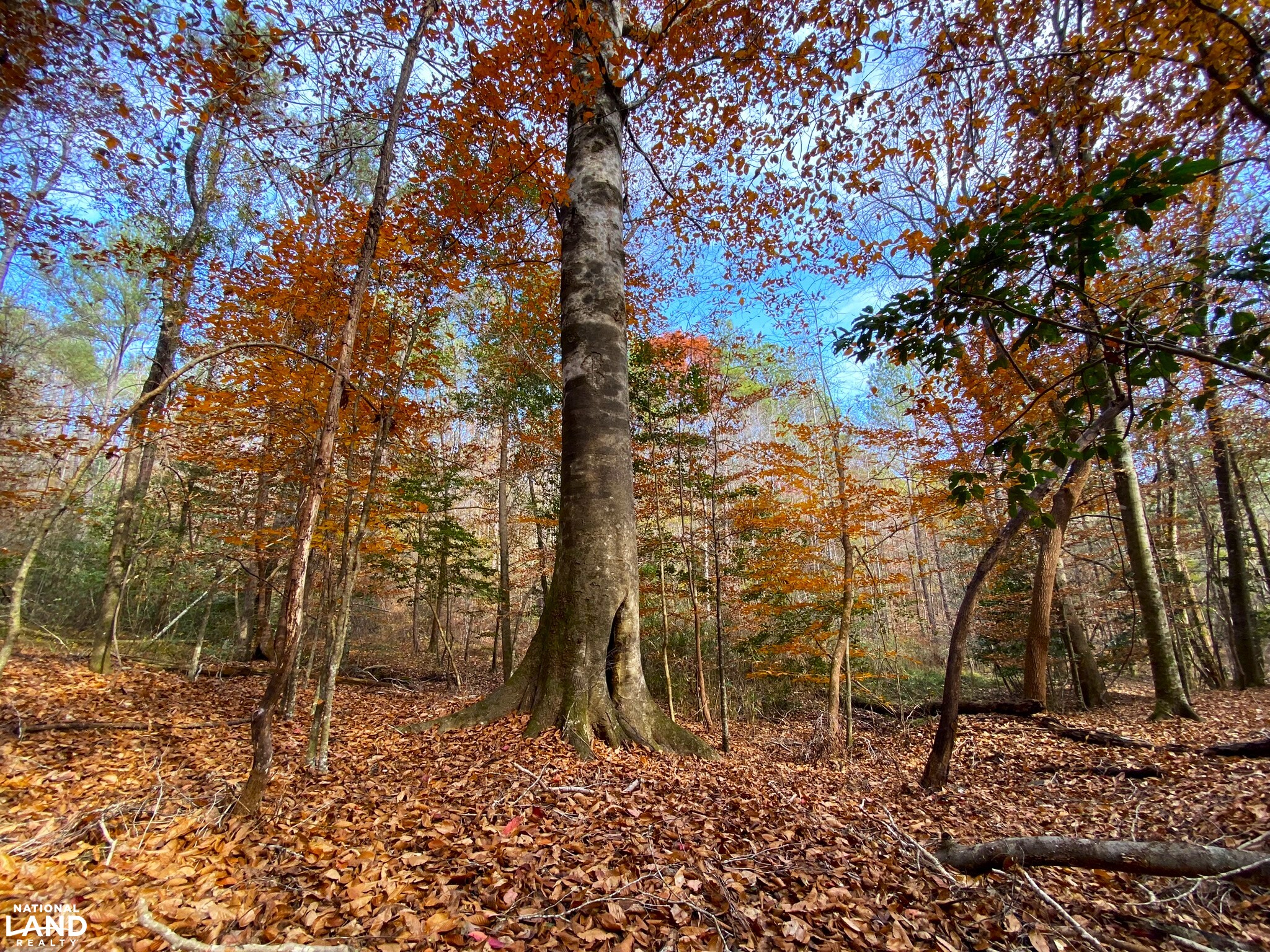 Elrod Home Site & Hunting Land in Tuscaloosa County, Alabama (24