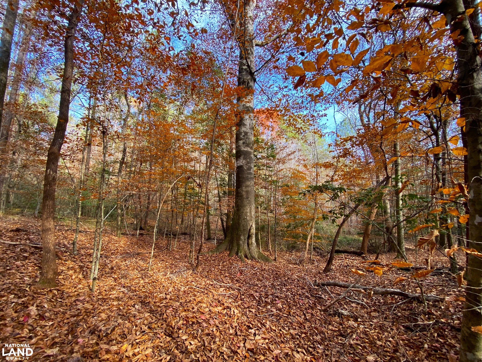 Elrod Home Site & Hunting Land in Tuscaloosa County, Alabama (24