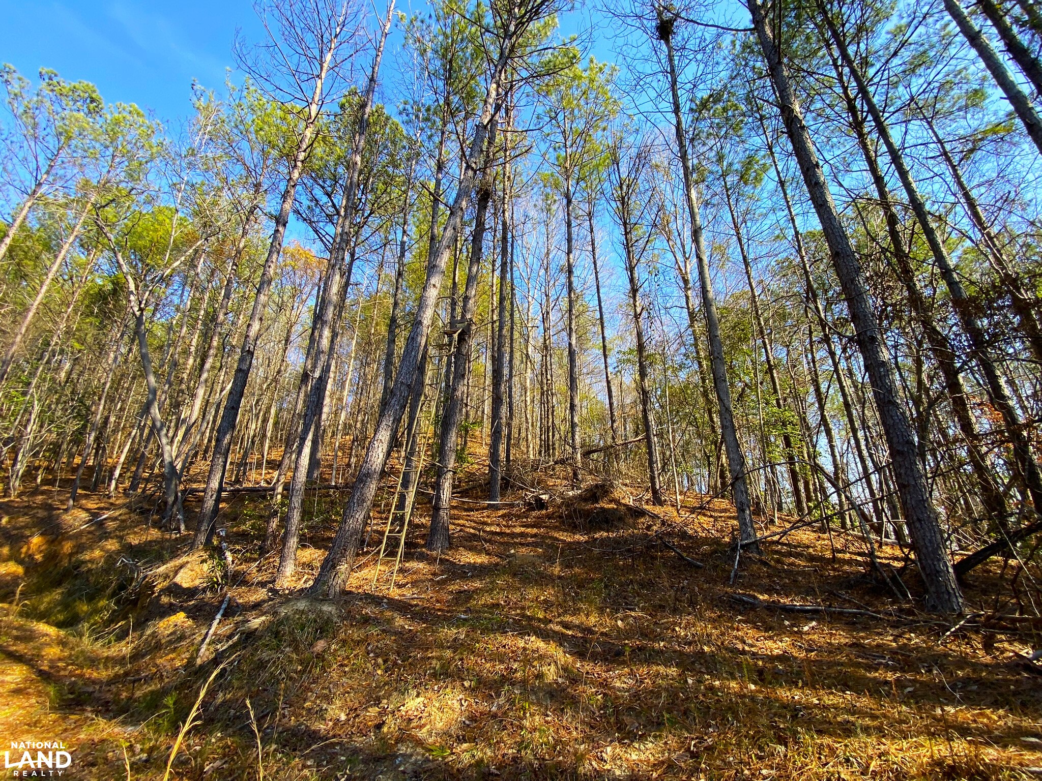 Elrod Home Site & Hunting Land in Tuscaloosa County, Alabama (24