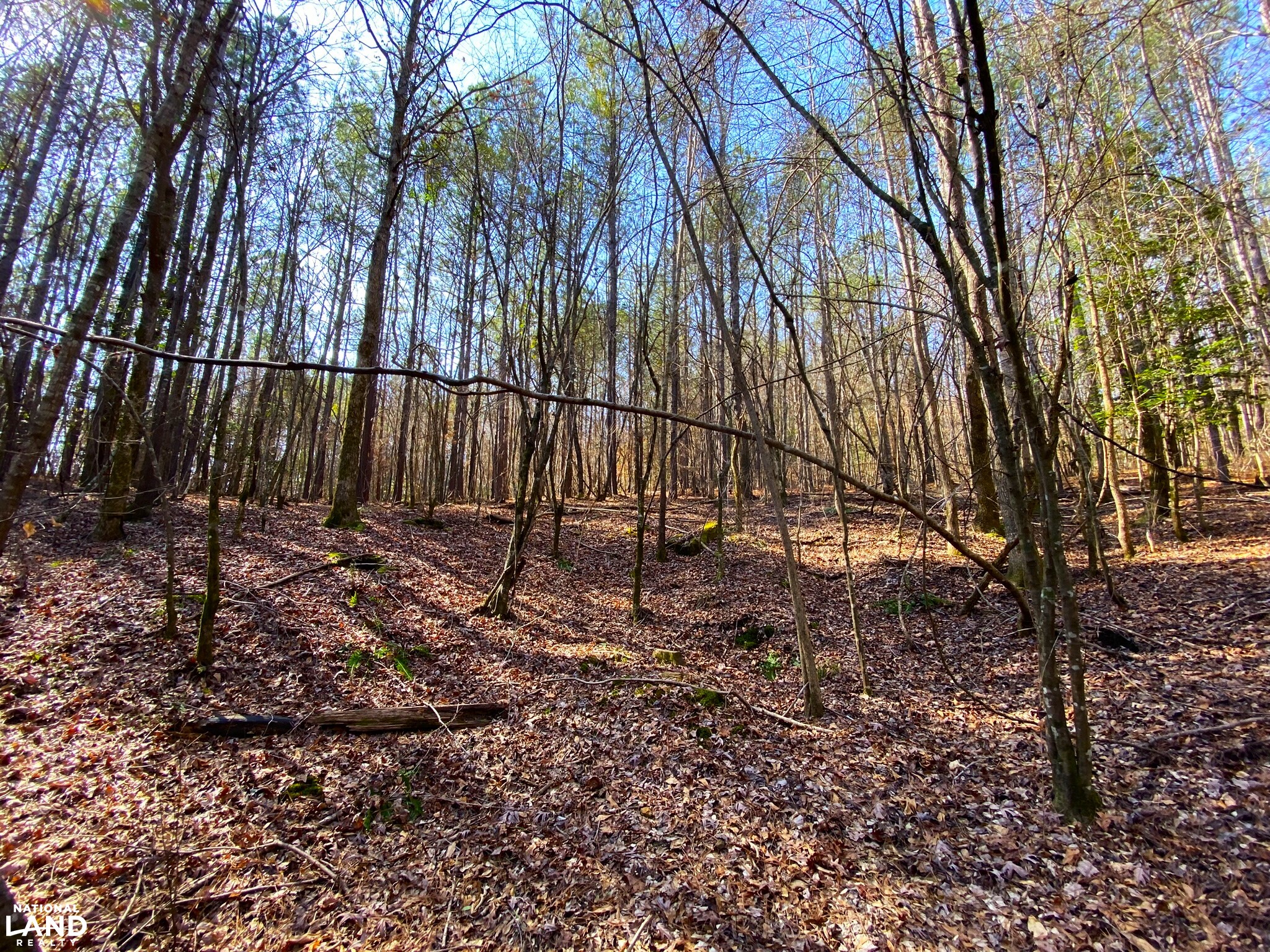 Elrod Home Site & Hunting Land in Tuscaloosa County, Alabama (24