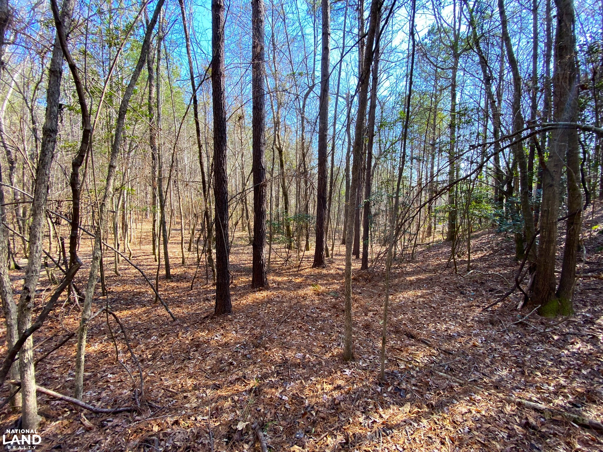 Elrod Home Site & Hunting Land in Tuscaloosa County, Alabama (24