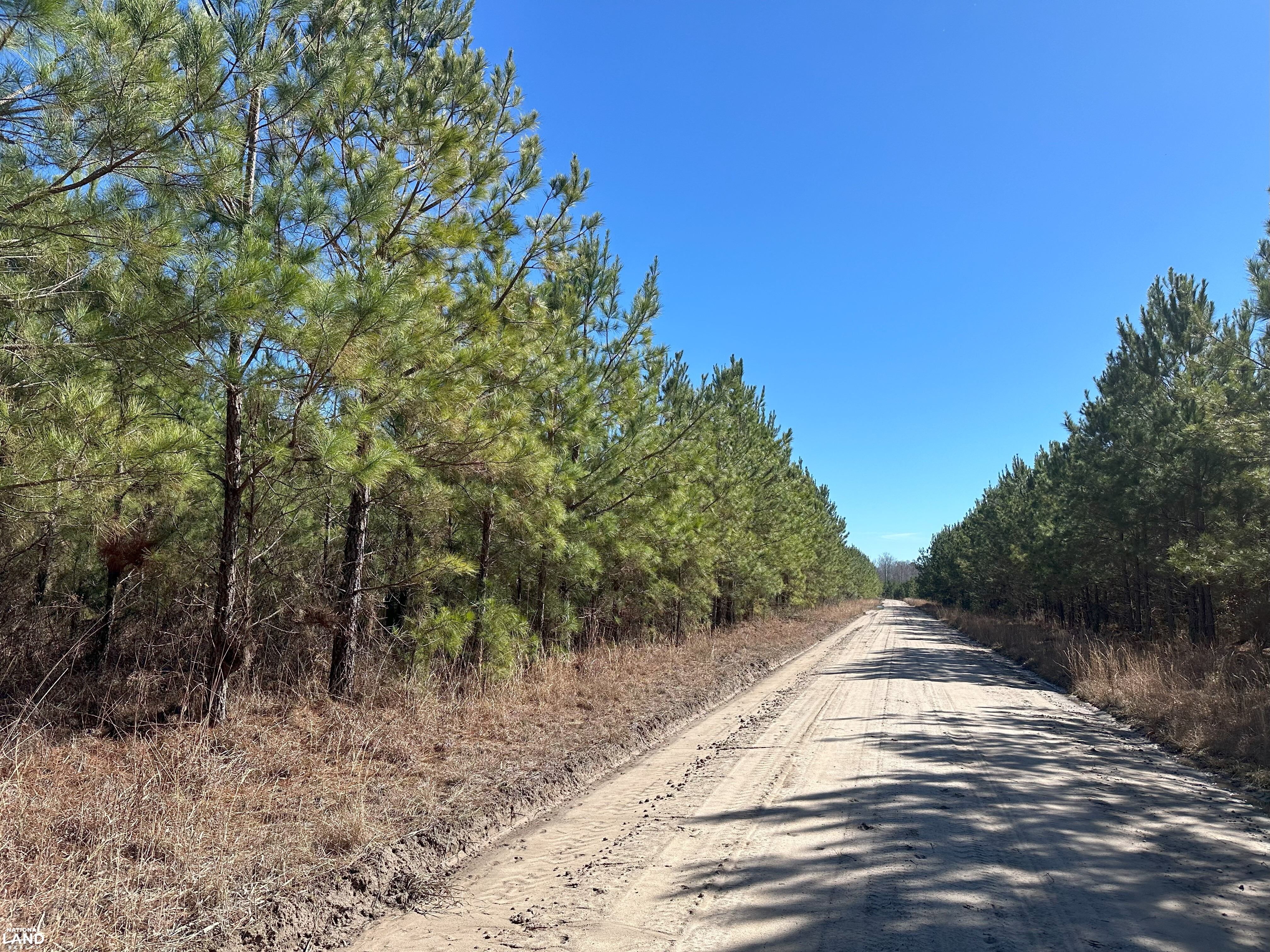 Sumter Timber Investment in Sumter County, SC (3 of 10)