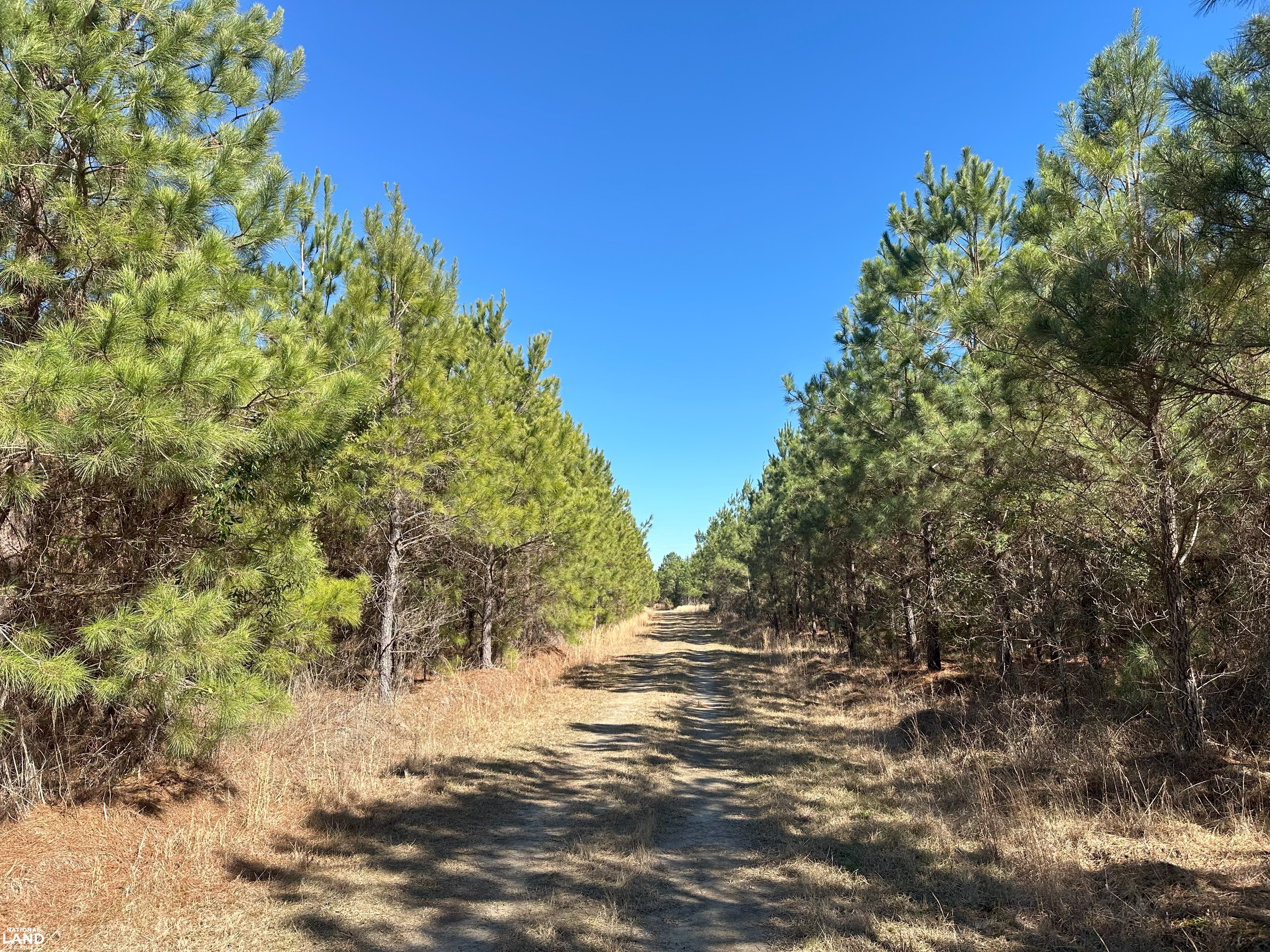 Sumter Timber Investment in Sumter County, SC (7 of 10)