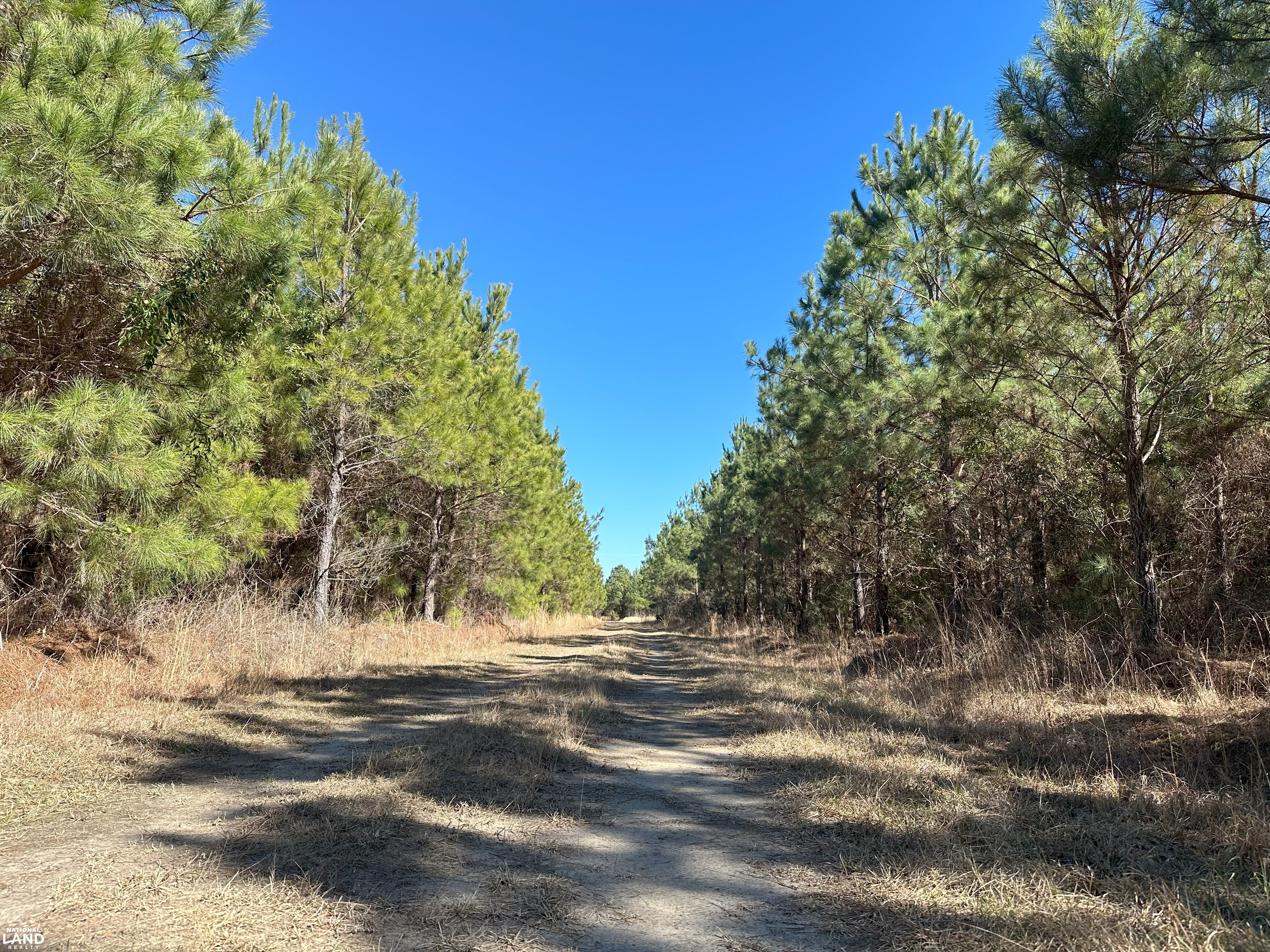 Sumter Timber Investment in Sumter County, SC (4 of 10)