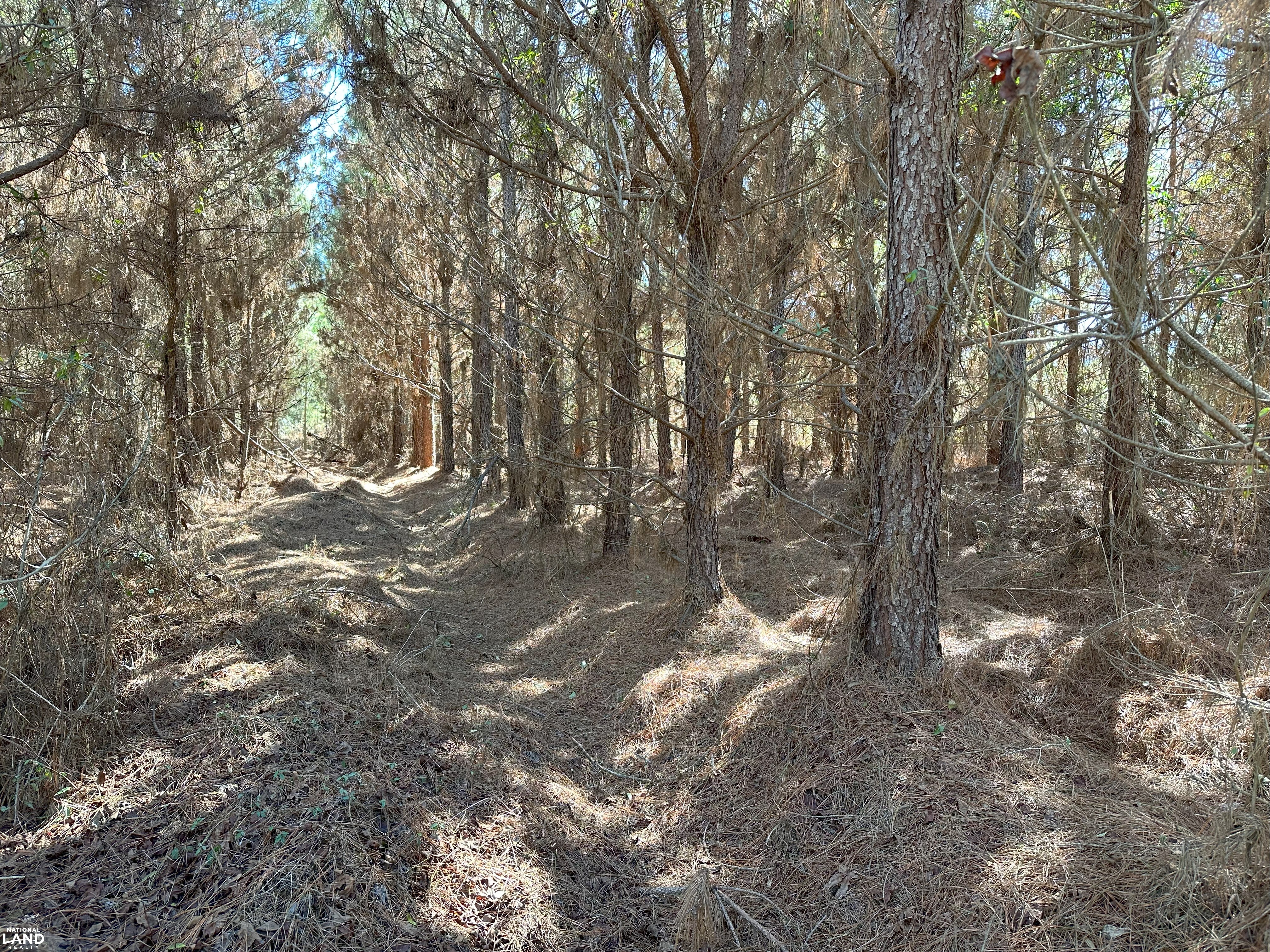 Sumter Timber Investment in Sumter County, SC (8 of 10)