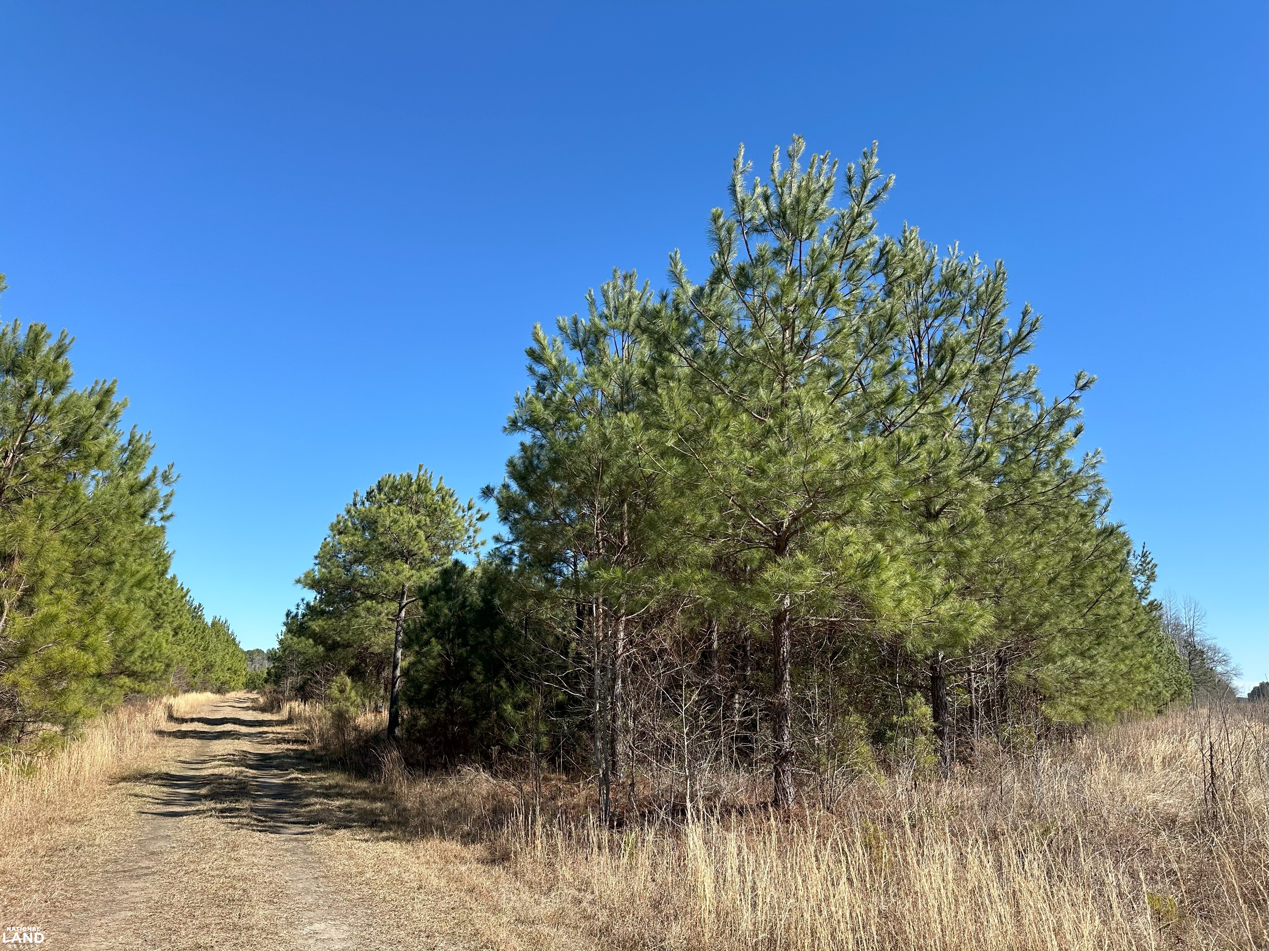 Sumter Timber Investment in Sumter County, SC (9 of 10)