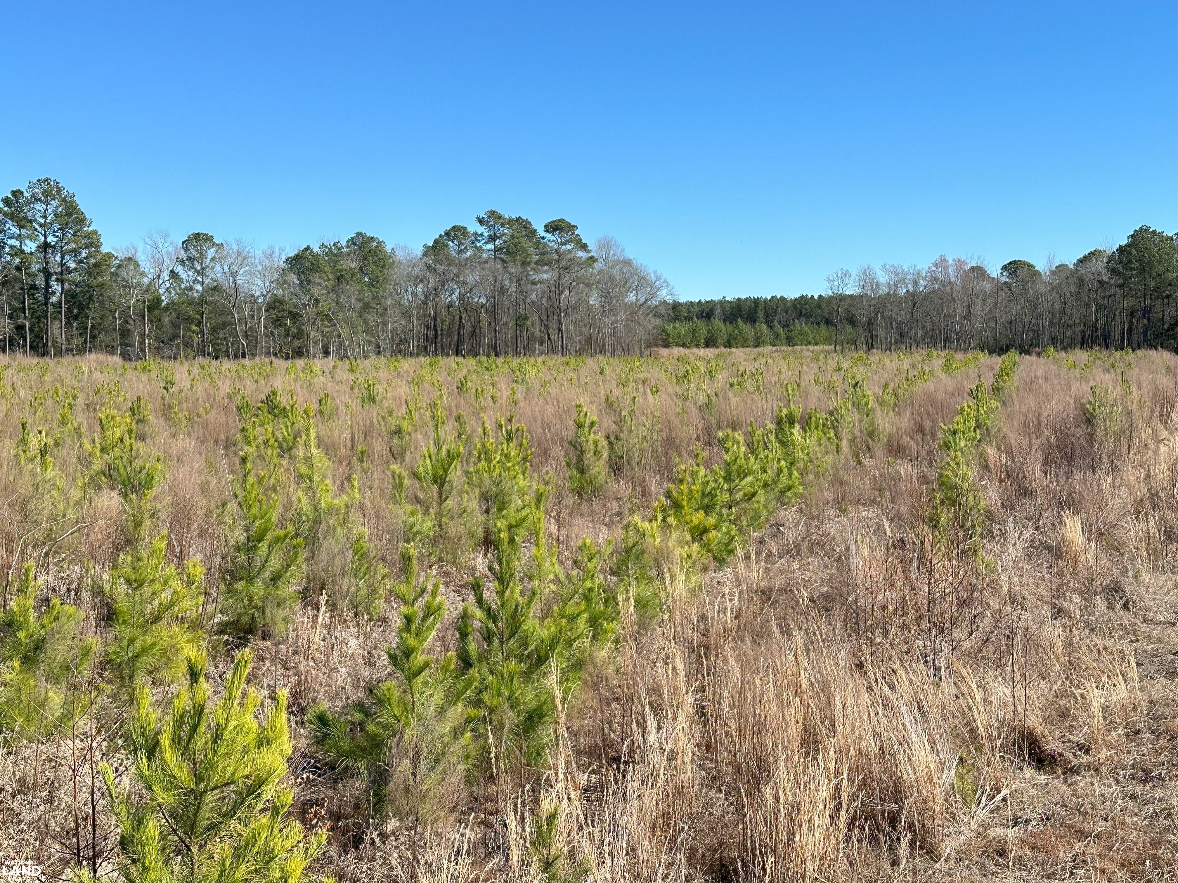 Sumter Timber Investment in Sumter County, SC (10 of 10)