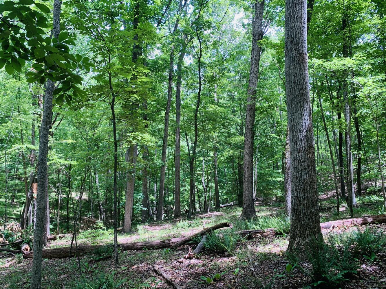 Wildlife Road Hunting and Recreation in Kershaw County, South Carolina