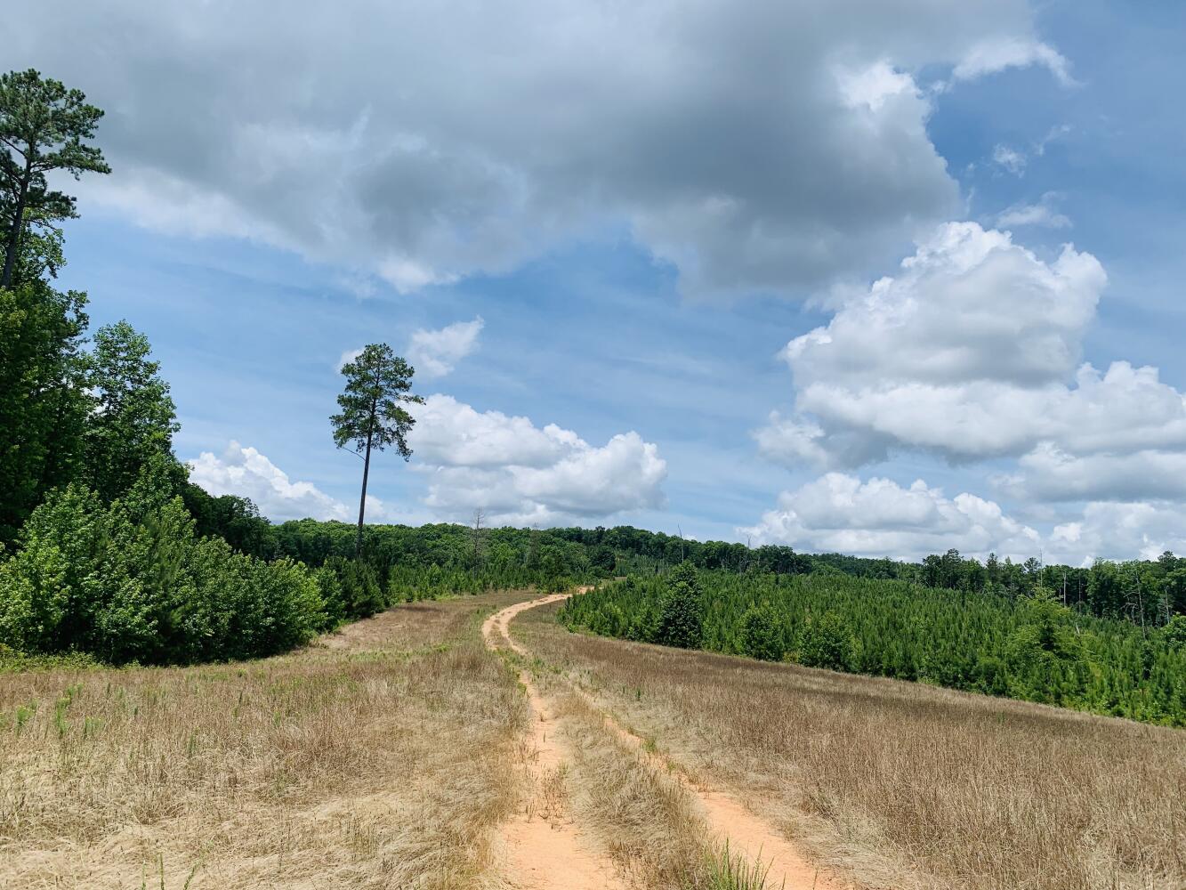Wildlife Road Hunting and Recreation in Kershaw County, South Carolina