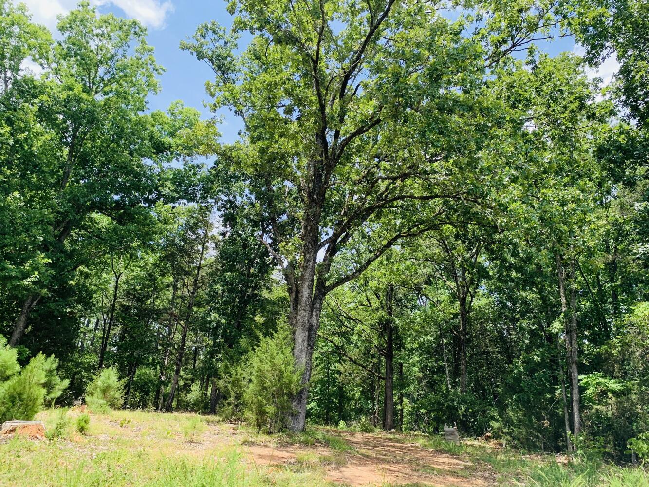 Wildlife Road Hunting and Recreation in Kershaw County, South Carolina