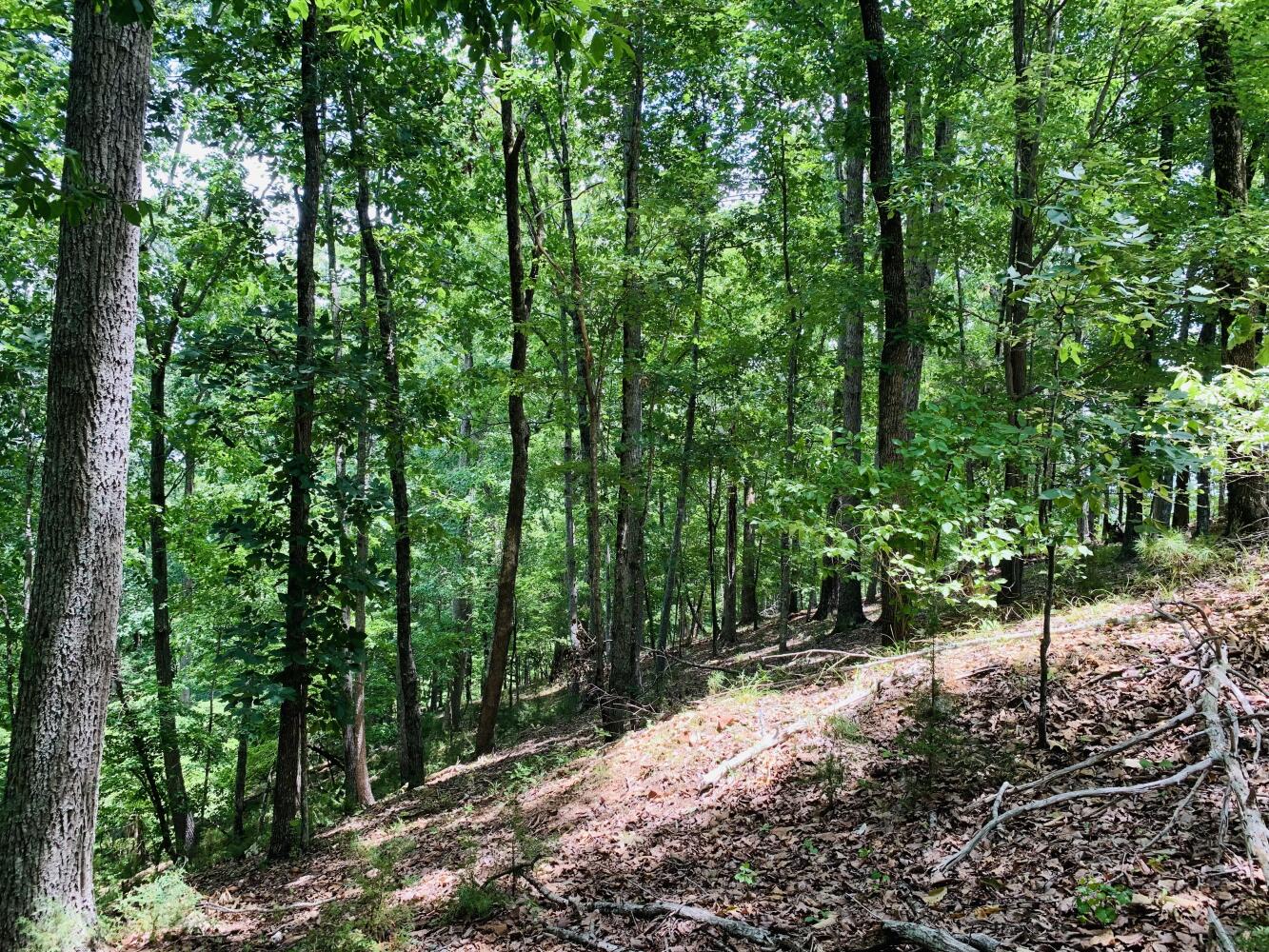 Wildlife Road Hunting and Recreation in Kershaw County, South Carolina