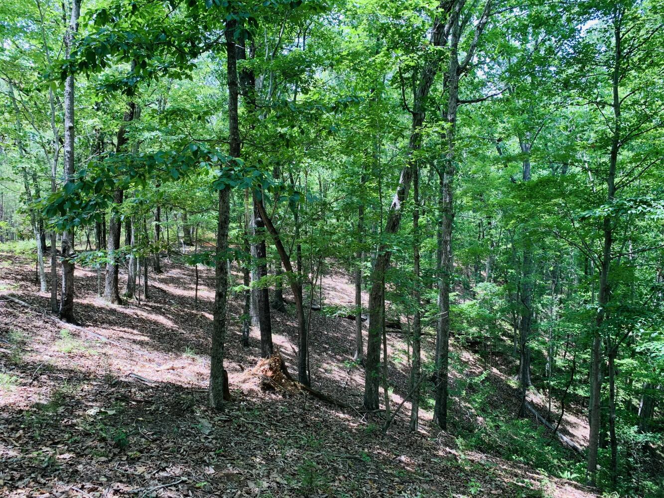 Wildlife Road Hunting and Recreation in Kershaw County, South Carolina