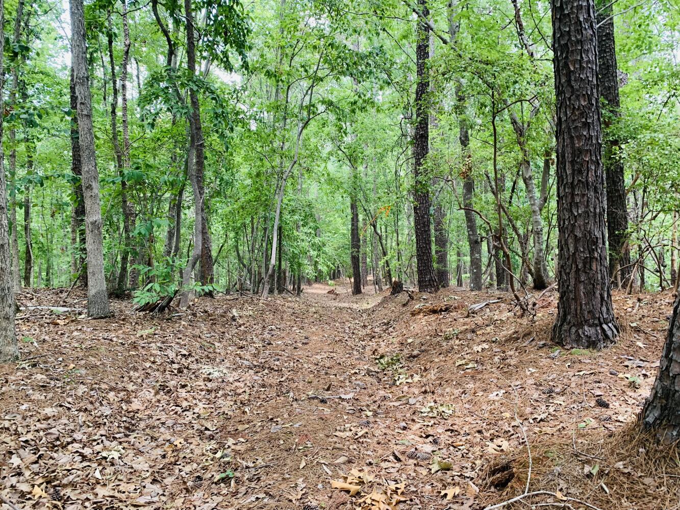 Wildlife Road Hunting and Recreation in Kershaw County, South Carolina