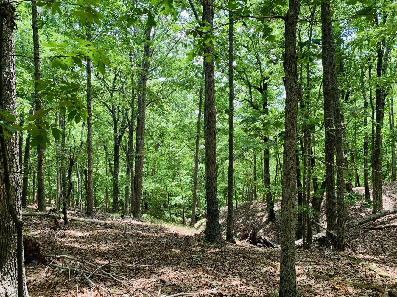 Wildlife Road Hunting and Recreation in Kershaw County, South Carolina