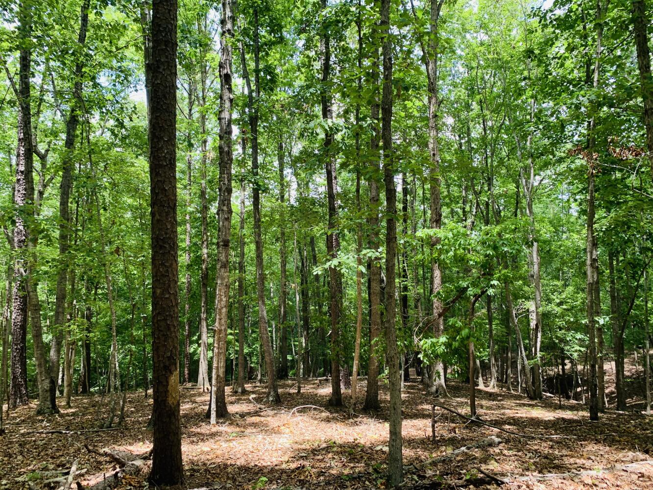 Wildlife Road Hunting and Recreation in Kershaw County, South Carolina