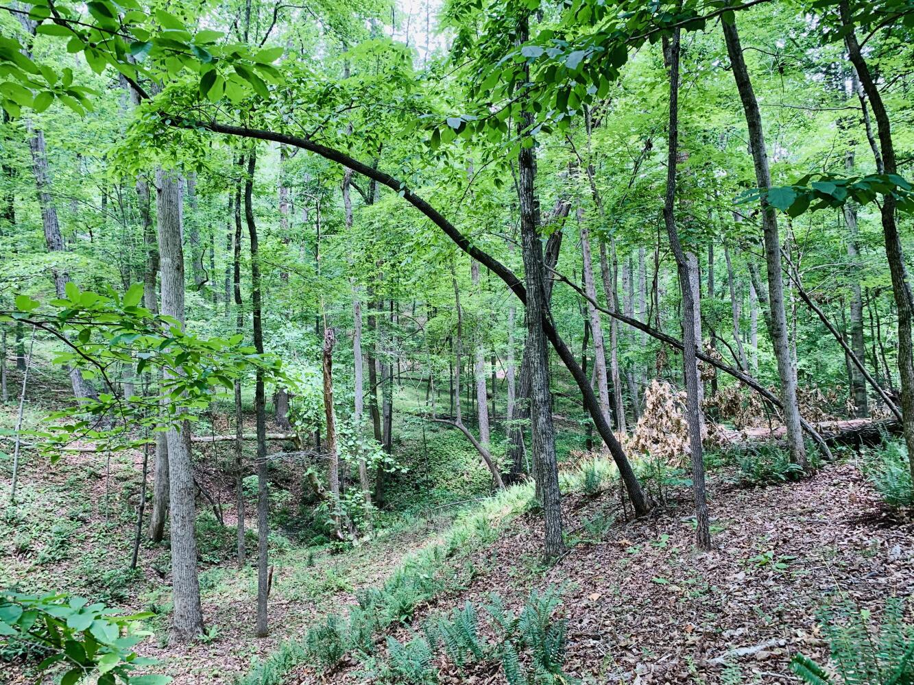 Wildlife Road Hunting and Recreation in Kershaw County, South Carolina