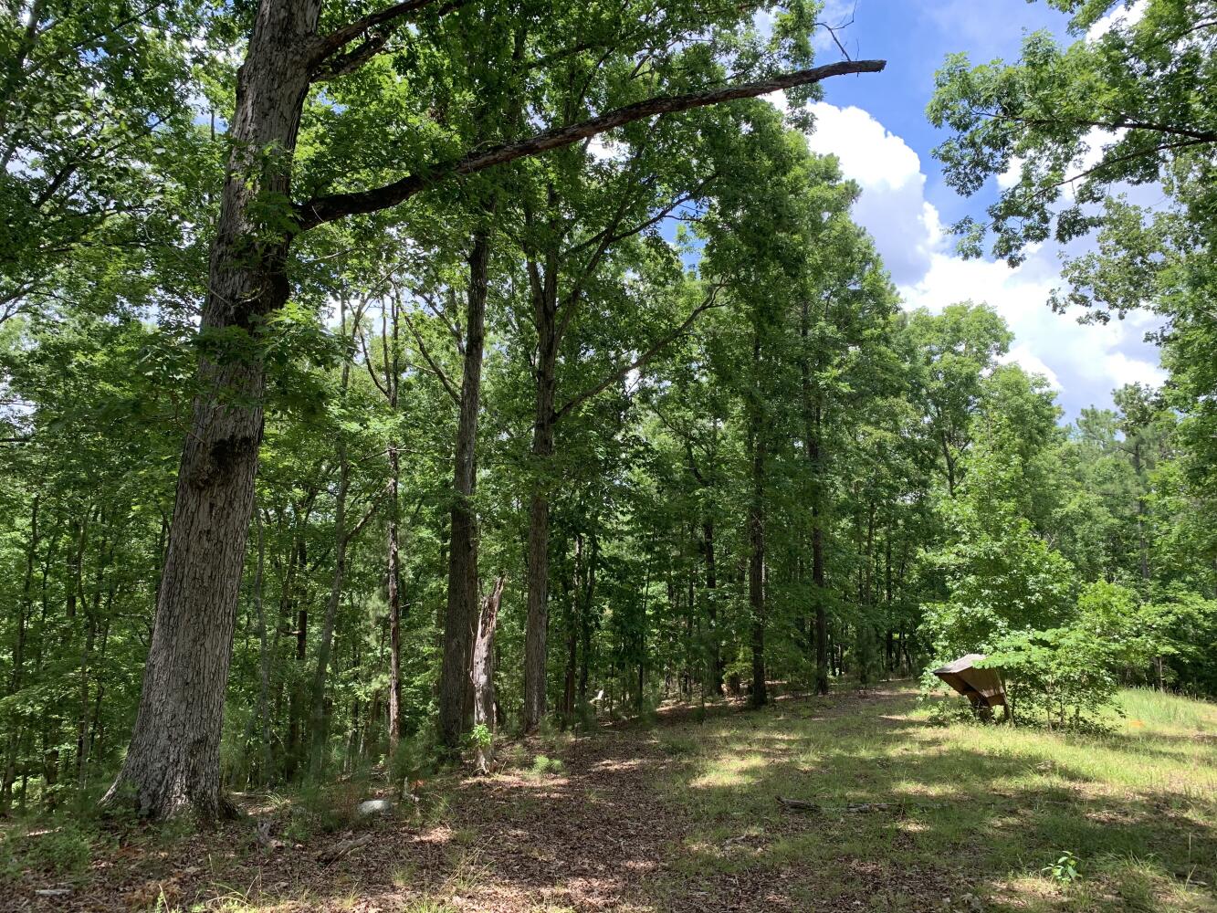 Wildlife Road Hunting and Recreation in Kershaw County, South Carolina