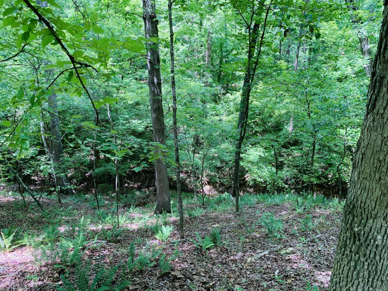 Wildlife Road Hunting and Recreation in Kershaw County, South Carolina