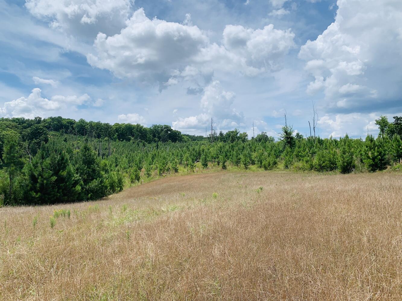 Wildlife Road Hunting and Recreation in Kershaw County, South Carolina (48 Photos) National