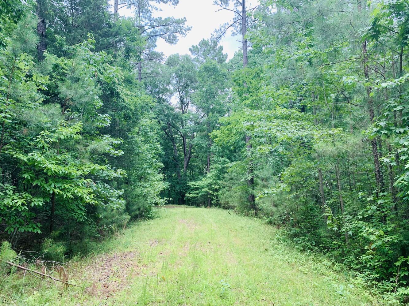 Wildlife Road Hunting and Recreation in Kershaw County, South Carolina