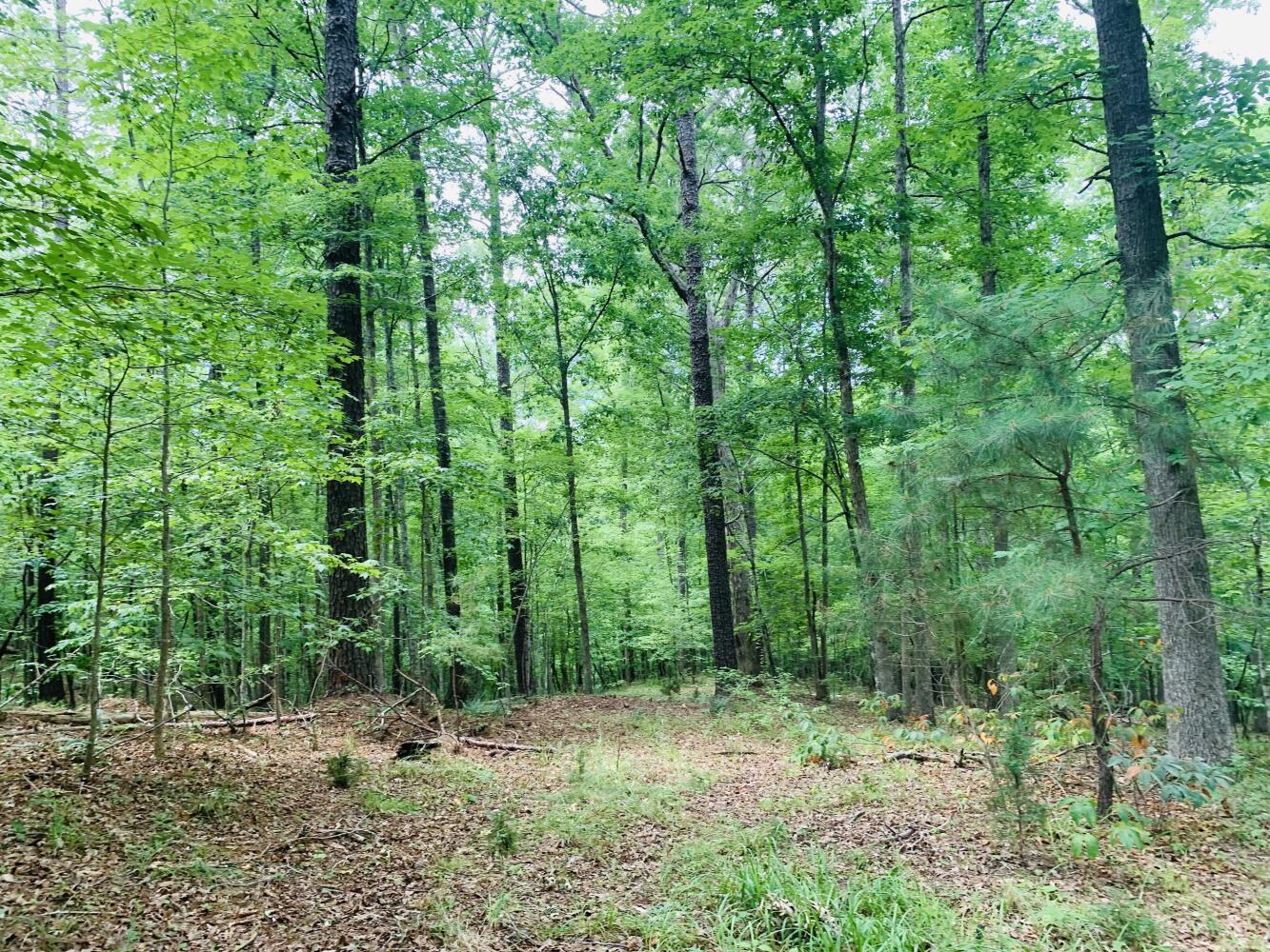 Wildlife Road Hunting and Recreation in Kershaw County, South Carolina