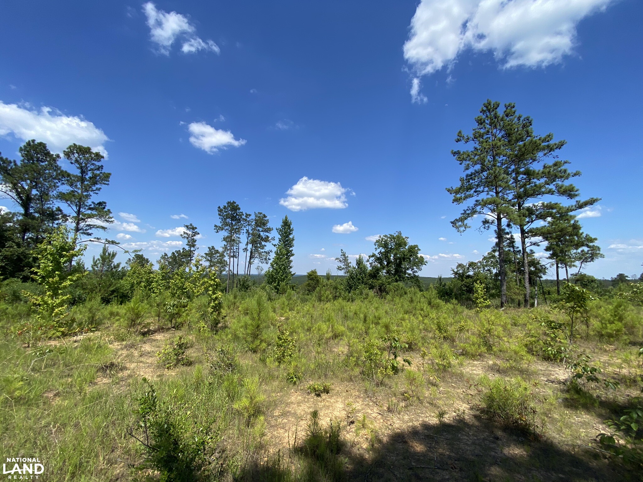 Adams Road Home Site Estate Lot in Fayette County, Alabama (22 Photos
