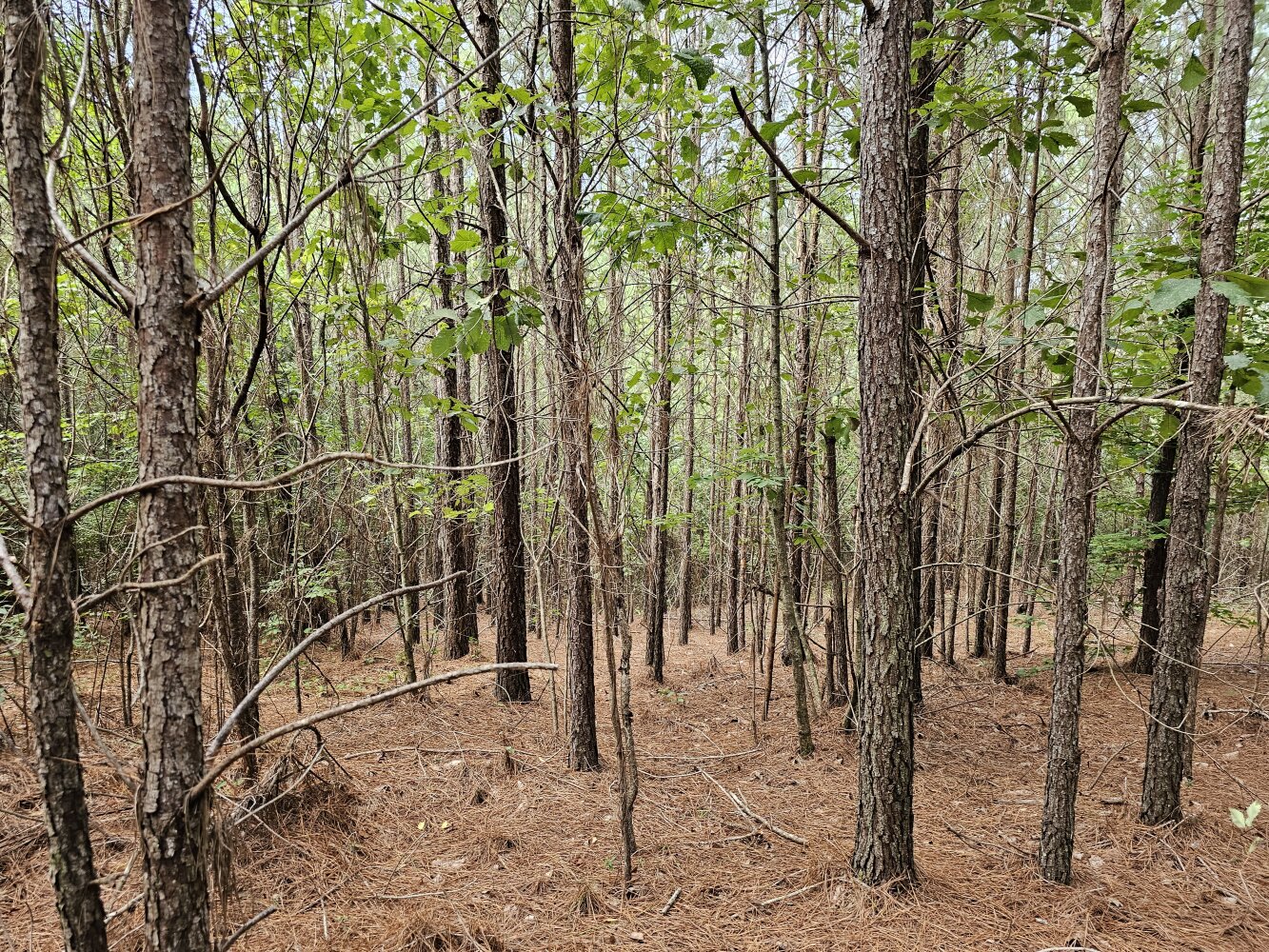Brilliant Timberland 3 in Marion County, Alabama (12 Photos) | National ...