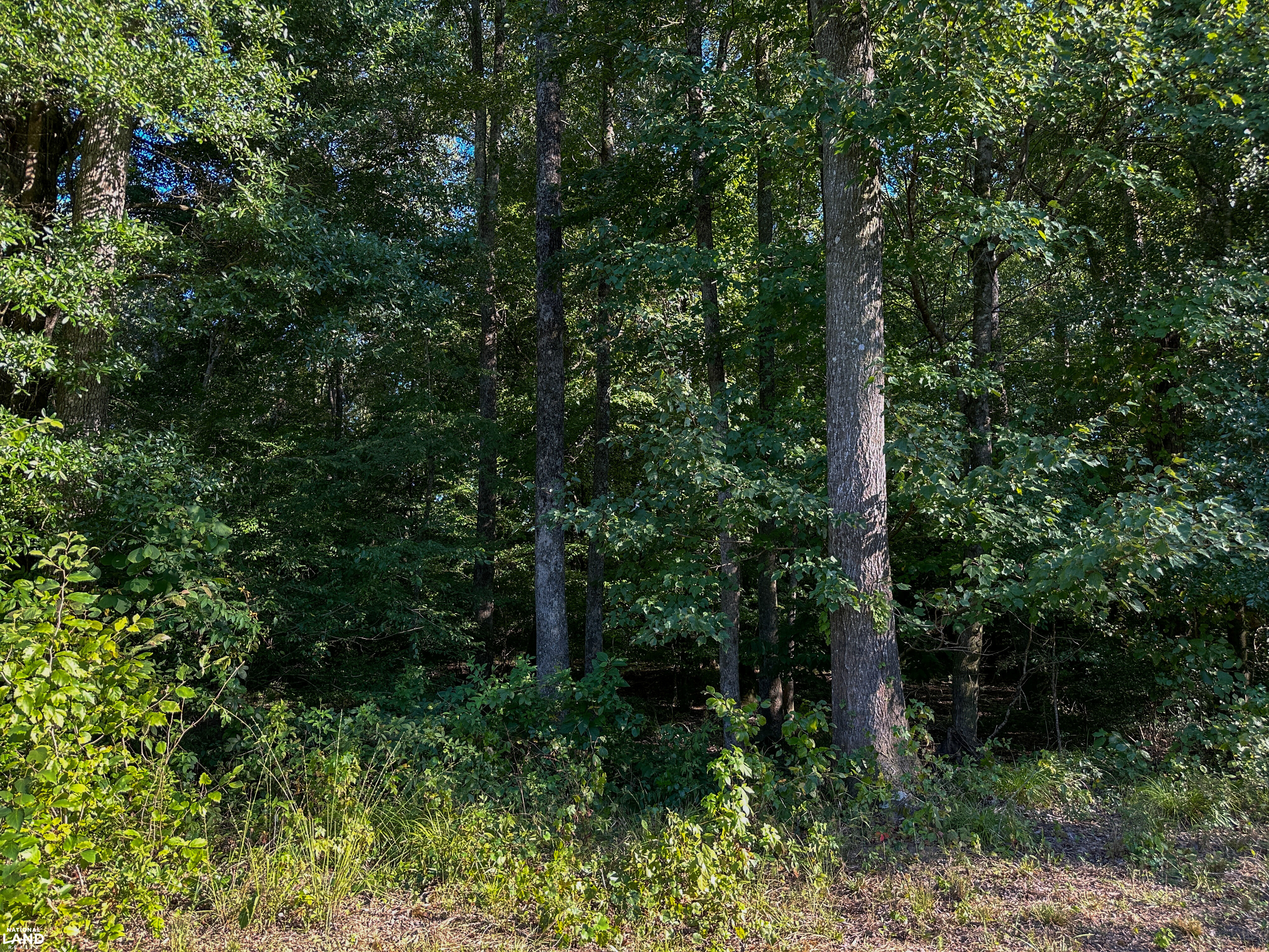Deer Creek Road Farm, Camp and Timber in Bibb County, AL (29 of 75)