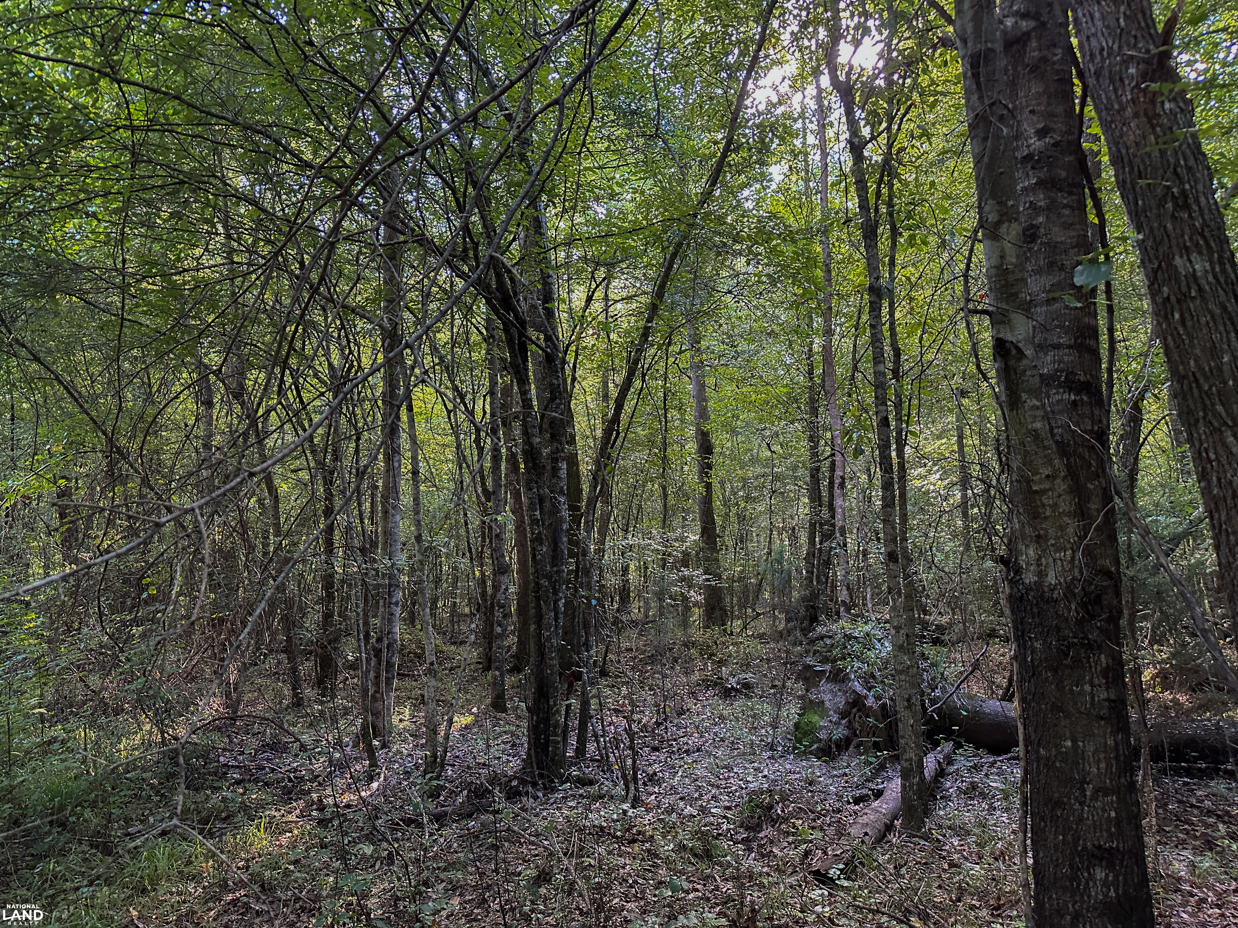 Deer Creek Road Farm, Camp and Timber in Bibb County, AL (31 of 75)
