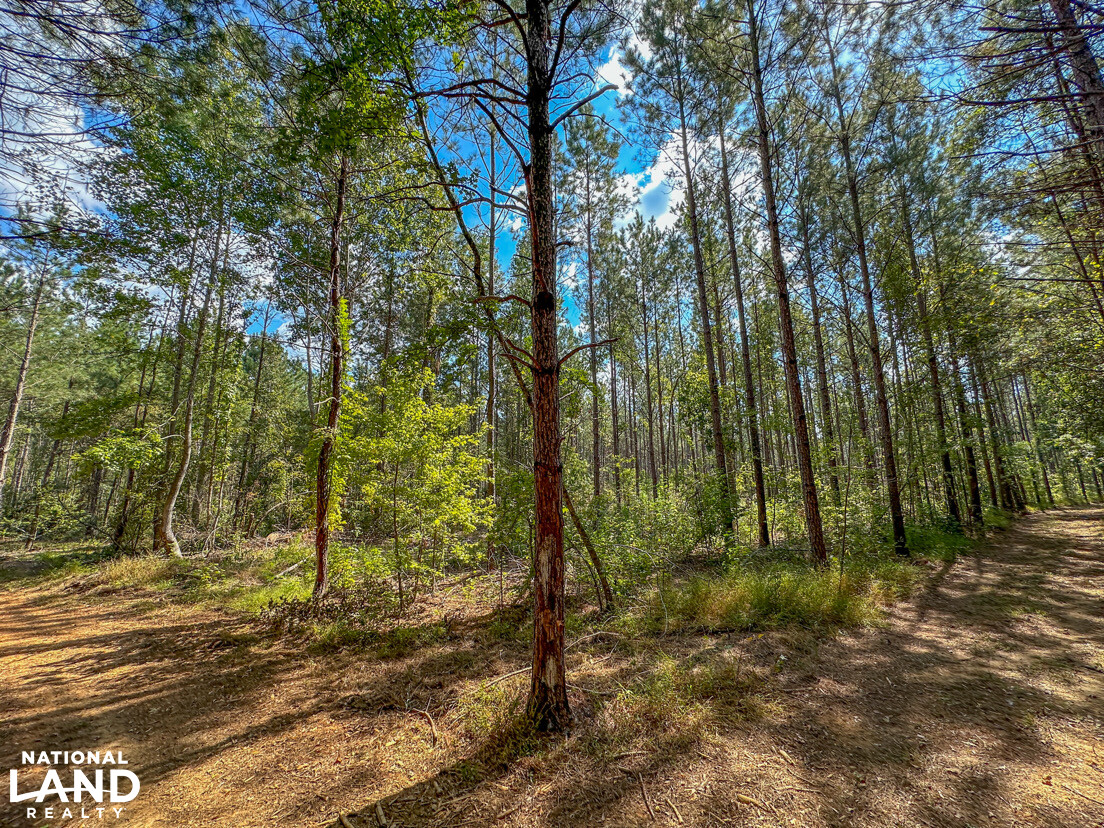 Deer Creek Road Farm, Camp and Timber in Bibb County, AL (33 of 75)