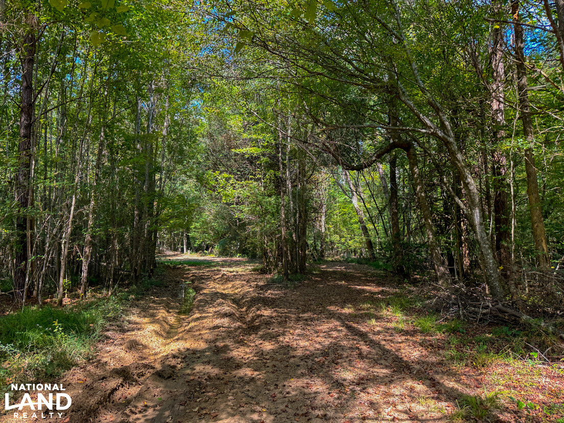 Deer Creek Road Farm, Camp and Timber in Bibb County, AL (50 of 75)