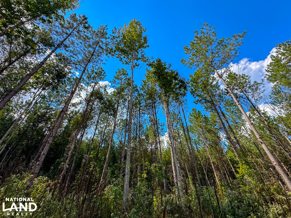 Deer Creek Road Farm, Camp and Timber in Bibb County, AL (51 of 75)