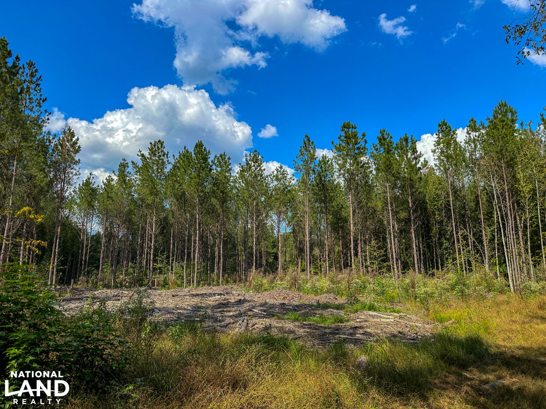 Deer Creek Road Farm, Camp and Timber in Bibb County, AL (54 of 75)